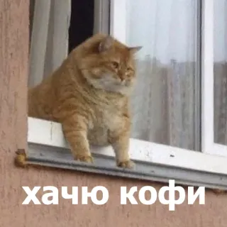 😒 хачю кофе แมว, กาแฟ, หน้าต่าง, มีม, ตลก telegram sticker