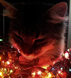 🤩 cat, christmas lights, animal, pet, holiday, cute, domestic cat, christmas telegram sticker