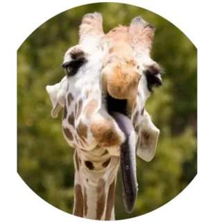 Drunken Animals whatsapp stickers
