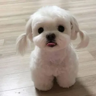 🐶 perro, maltés, cachorro, lindo, perro pequeño, mascota telegram sticker