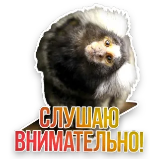 🙉 СЛУШАЮ ВНИМАТЕЛЬНО! monkey, listening, attentive, curious, animal telegram sticker