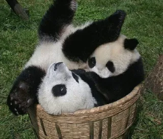 👭 pandas, cute animals, basket, baby pandas, wildlife telegram sticker