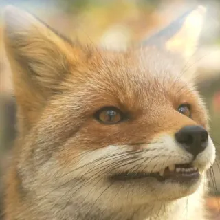 🦊 whatsapp sticker