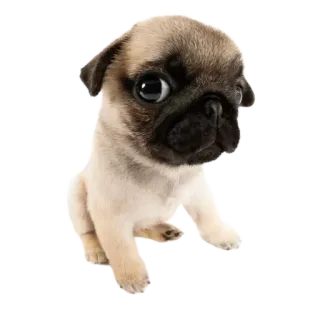 🥺 ปั๊ก, หมา, ลูกหมา, น่ารัก, สัตว์, สัตว์เลี้ยง telegram sticker