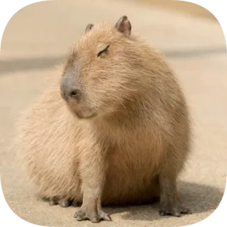 😌 capybara telegram sticker