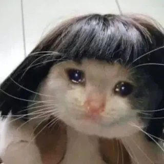 😭 gato, meme, triste, peruca, chorando, engraçado, emocional, animal de estimação telegram sticker
