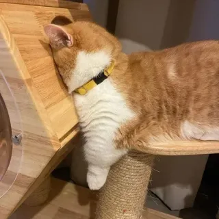 🐾 chat, animal de compagnie, animal, tigré roux, chat domestique, arbre à chat, repos telegram sticker