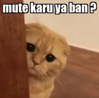 👀 mute karu ya ban ? gato, lindo, meme, mascota, animal, ojos telegram sticker