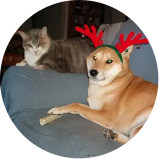 👫 犬, 猫, ペット, トナカイの角, クリスマス, お祝い, 動物, ペット telegram sticker