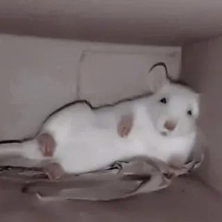🐁 roedor, ratón, animal, lindo, mascota whatsapp sticker