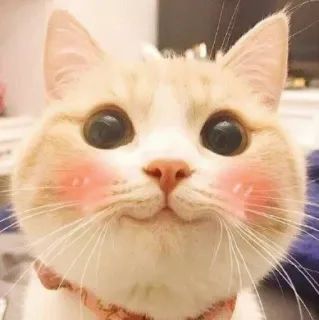 🌸 猫, 可愛い, 動物, ペット, 子猫 telegram sticker