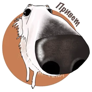 👋 Привет chien, barzoï, bonjour, salut, russe telegram sticker