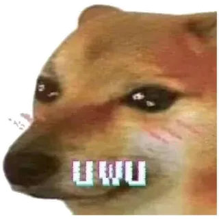 ☺️ uwu Meme, Doge, UwU, Cane, Carino telegram sticker