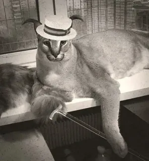 🌟 cat, hat, cane, animal, pet, floppa telegram sticker