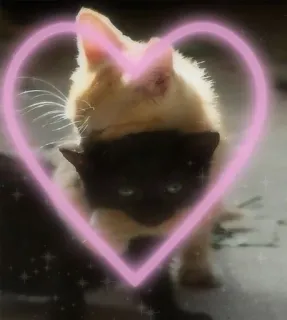 🎀 cat, kitten, heart, animal, cute, love whatsapp sticker