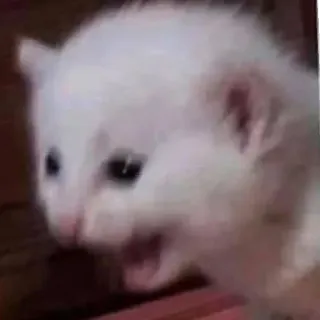 😱 Katze, Kätzchen, Tier, süß, Hauskatze telegram sticker