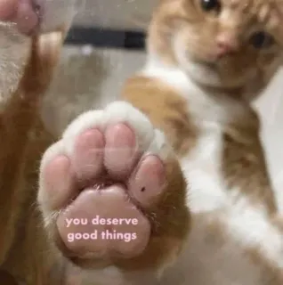 🥐 you deserve good things 猫, 肉球, 良いこと, 当然, ペット, 動物 telegram sticker
