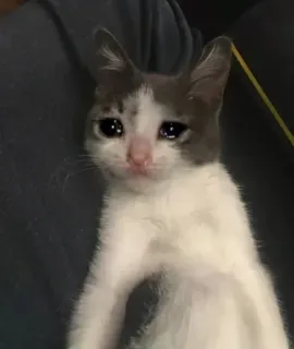 😭 chat, pleurer, triste, chaton, animal, animal de compagnie telegram sticker