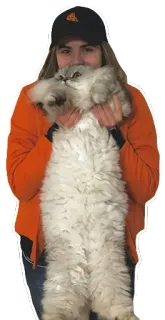 🐱 gato, mulher, animal de estimação, animal, fofo, gato persa, bonito, chapéu, jaqueta telegram sticker