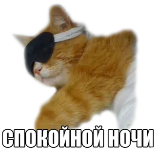 😴 СПОКОЙНОЙ НОЧИ gato, dormir, buenas noches, ruso whatsapp sticker