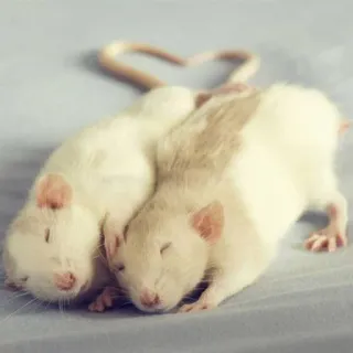 🐀 szczury, miłość, serce, zwierzęta, słodkie, zwierzaki telegram sticker