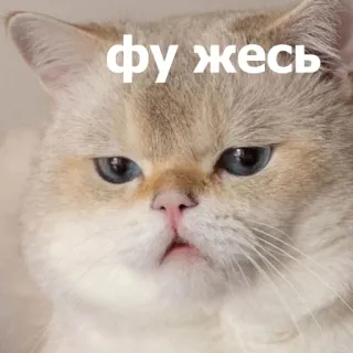 🫤 фу жесть แมว, ตลก, น่ารัก, มีม, สัตว์, รัสเซีย telegram sticker