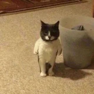 😾 猫, 動物, ペット, 家畜, 子猫, 可愛い, 面白い, ユーモア telegram sticker