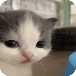 ❤ kociak, kot, zwierzę, słodki, zwierzę domowe telegram sticker