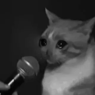 🐈‍⬛️ кот, микрофон, интервью, грустный, мем telegram sticker
