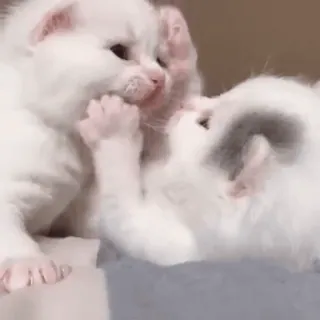 💕 chaton, chat, animal de compagnie, animal, mignon, blanc, adorable whatsapp sticker