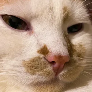 🥲 Katze, Haustier, Tier, Katzenartig, weiße Katze, Nahaufnahme, Hauskatze telegram sticker