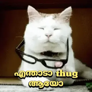 😂 എന്താടാ thug ആയോ cat, sunglasses, funny, animal telegram sticker
