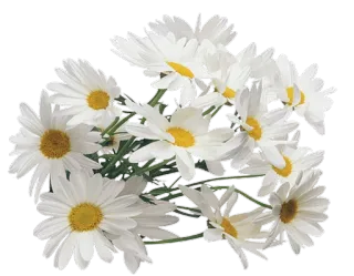 🌸 Blumen, Gänseblümchen, weiße Blumen, Blumenmuster, Blumenstrauß, Natur whatsapp sticker