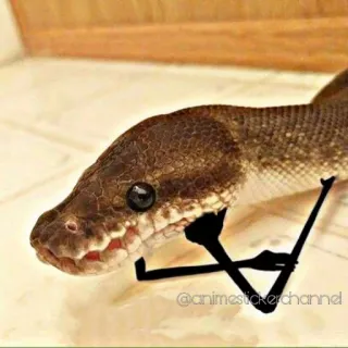 🤔 @animestickerchannel Schlange, Reptil, Tier, Haustier, Königspython whatsapp sticker