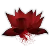 🪷