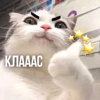 👍 КЛААС แมว, ถูกใจ, ดาว, มีม, บวก, สัตว์, น่ารัก telegram sticker