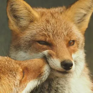 🦊 whatsapp sticker