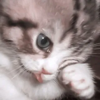 🎀 小猫, 猫, 动物, 可爱, 宠物, 猫科动物 telegram sticker