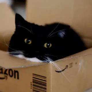 😒 cat, box, animal, pet, cute, feline, black and white whatsapp sticker