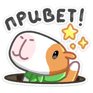 👋 ПРИВЕТ! Meerschweinchen, Hallo, Russisch, Sterne, Süß, Tier whatsapp sticker