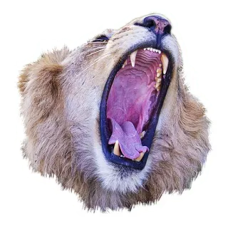 🥱 лев, животное, млекопитающее, рык, открытый рот, хищник telegram sticker