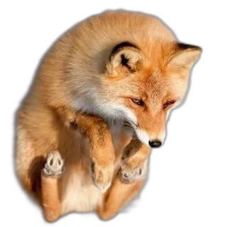 🛸 fox, animal, cute, wildlife, mammal telegram sticker