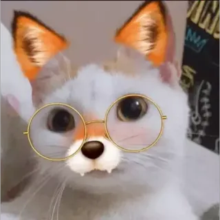 🙂 kucing, kacamata, lucu, hewan, telinga, filter telegram sticker