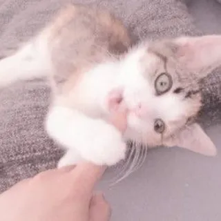 🐈 kot, kociak, zwierzę domowe, zwierzę, słodki, zabawny, uroczy, koci telegram sticker