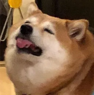 😝 shiba inu, anjing, hewan peliharaan, binatang, meme, lucu whatsapp sticker