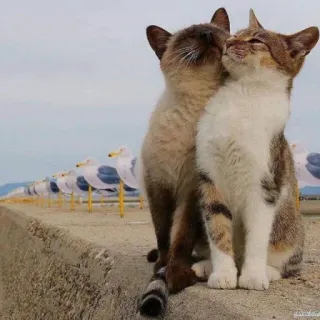 🥰 кошки, животные, дружба, милые, котята, питомцы telegram sticker