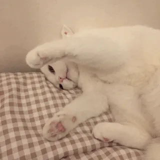💓 кот, милый, животное, питомец, белый кот, смешной, сонный whatsapp sticker