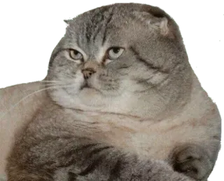 😾 cat, scottish fold, feline, domestic cat, cute, pet telegram sticker