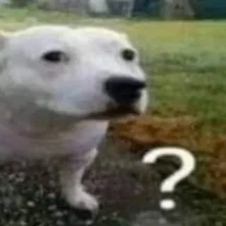 ❓ ? dog, question, confused, meme, animal whatsapp sticker