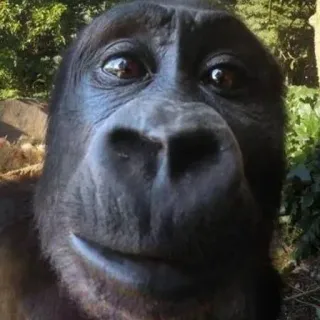 🤓 gorilla telegram sticker